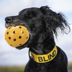 PELOTA CON AGUJEROS TRIXIE