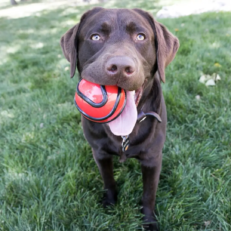 KONG PELOTA WAVZ