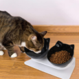 BOWL DOBLE CON BASE PARA GATO PER-ROS