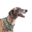 BANDANAS HUND NAVIDEÑAS