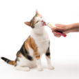 CAT IT CREAMY MULTIPACK