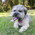 KONG CRUNCH AIR BALL – 3 UNIDADES