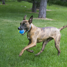 KONG SQUEAK AIR ULTRA BALLS MEDIUM X 3 UNIDADES