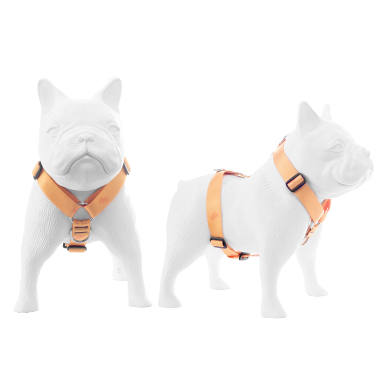 ARNES HUND CROMA NARANJA EN «H»