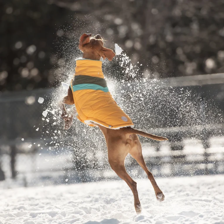 Alpine-Puffer—Yellow-GF-PET-1657632129_3000x