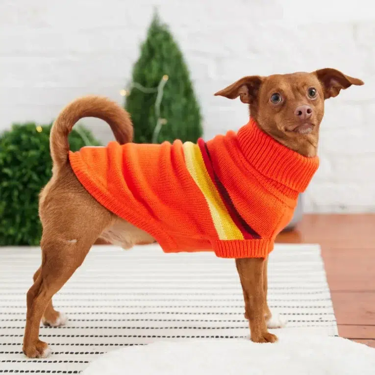 polera naranja gp pets 3