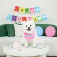 SET DE CELEBRACION PARTY TIME