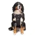 ARNES HUND TRASH PERSONALIZABLE