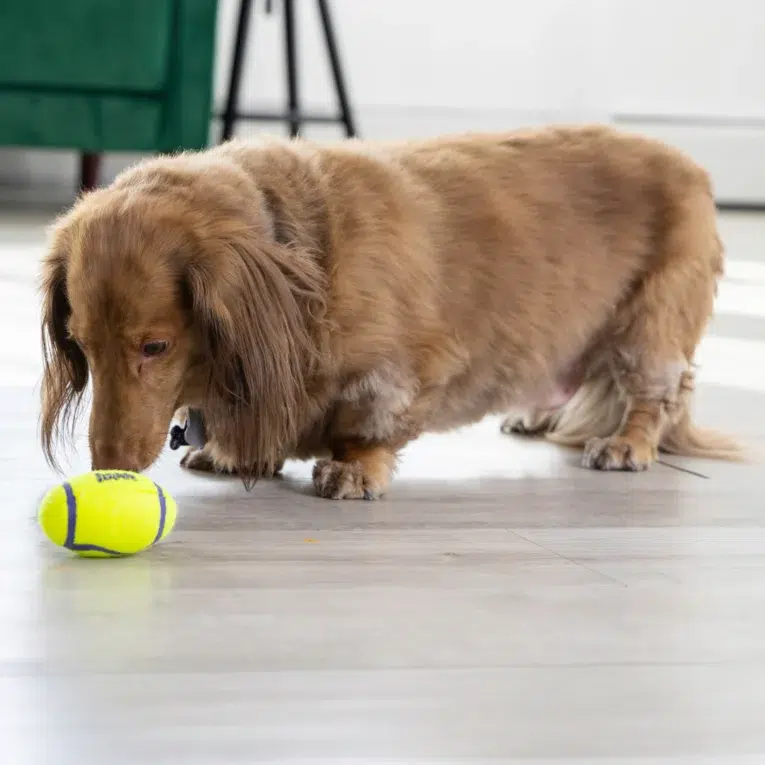 KONG-AIRDOG-FOOTBALL-MD.1