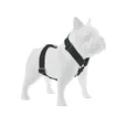 ARNES HUND CROMA NEGRO EN «H»