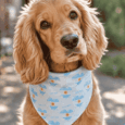 BANDANA GRUNBARK