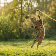 CAÑITA COLITA BICOLOR CON CATNIP CANCAT