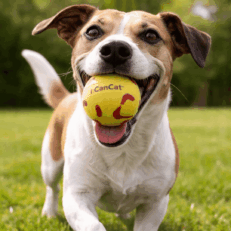 PELOTA ANIMAL PRINT CANCAT