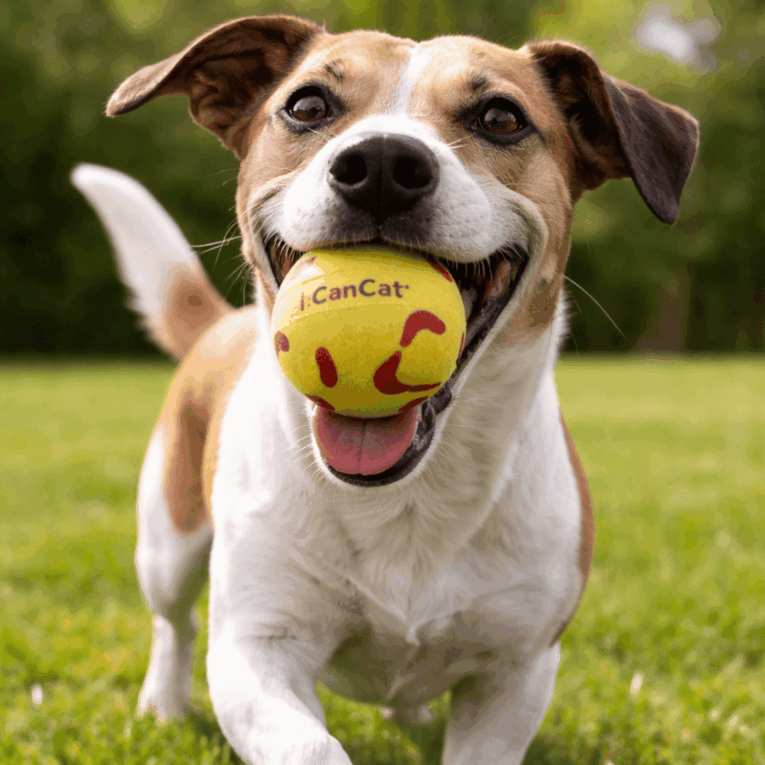 PELOTA ANIMAL PRINT CANCAT