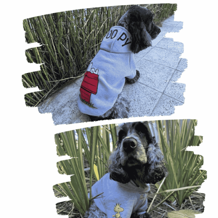 BUZO MANCHITAS SNOOPY CASITA2