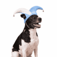 GORRO DE ARGENTINA ARLEQUIN