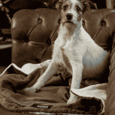 MANTAS DE CORDEROY HUND