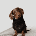 ABRIGO SNOOD HUND SALCHI
