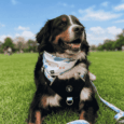 ARNES HUND ARGENTINA MUNDIAL PERSONALIZABLE