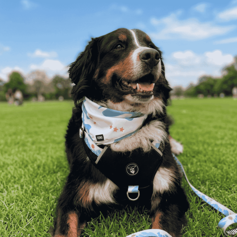 ARNES HUND ARGENTINA MUNDIAL PERSONALIZABLE