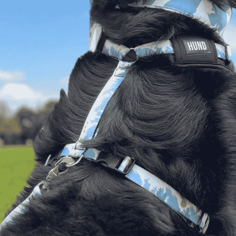 ARNES HUND ARGENTINA MUNDIAL PERSONALIZABLE1