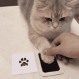 KIT IMPRIMIBLE HUELLA PARA MASCOTAS