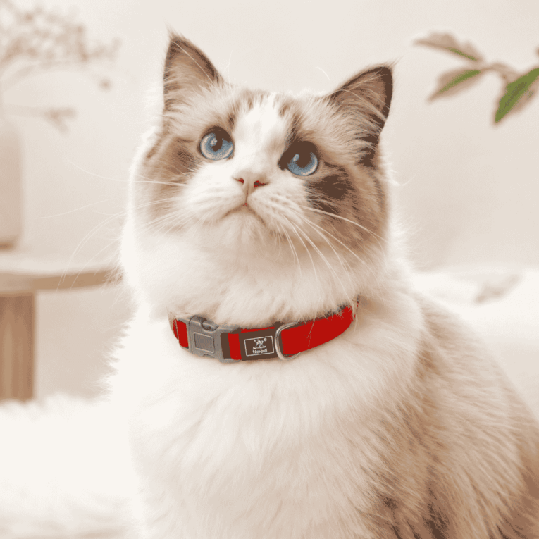 COLLAR PARA GATO SJ1