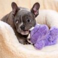 KONG RHINO COZIE ROSIE