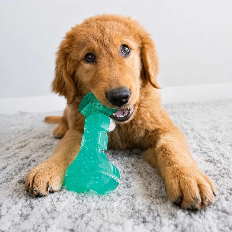 KONG SQUEEZZ DENTAL BONE1