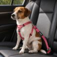 CINTURON DE SEGURIDAD HUND MONACO ROJO