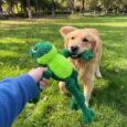 PELUCHE KONG KNOTS FROG