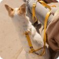 ARNES HUND MONACO AMARILLO EN «H»