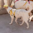 ARNES HUND MONACO AMARILLO EN «H»
