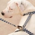 ARNES HUND MONACO EN «H»