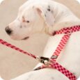 ARNES HUND MONACO ROJO EN «H»