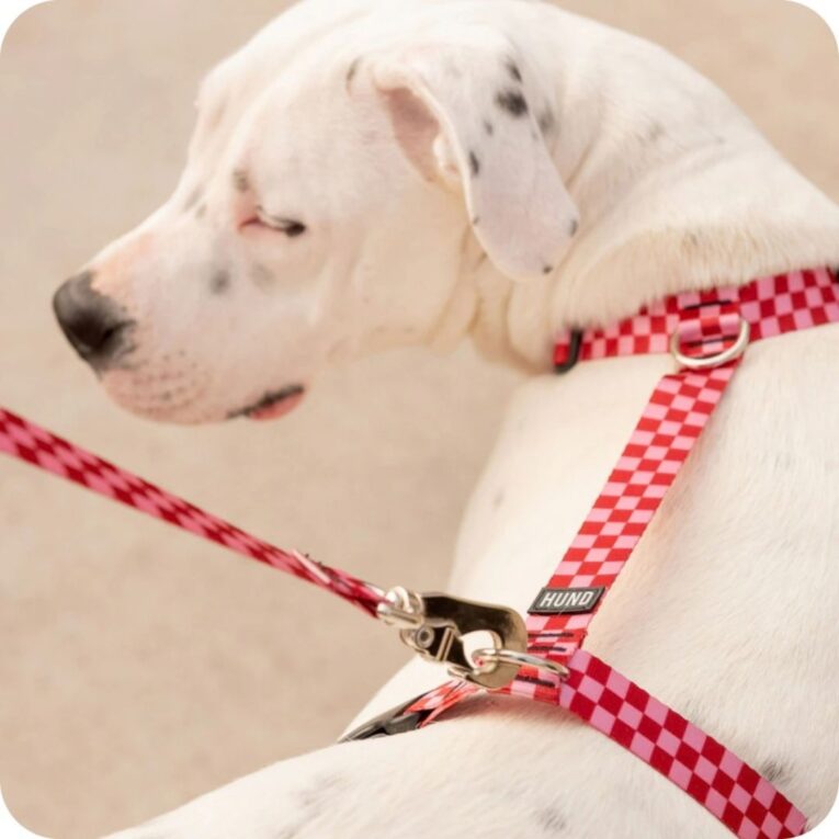 ARNES HUND MONACO ROJO EN «H»