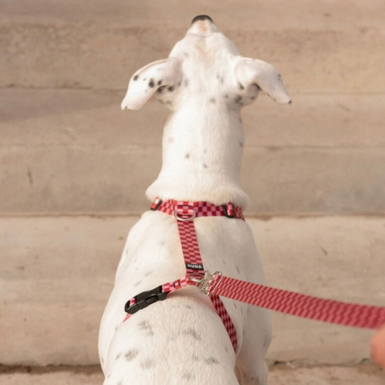 ARNES HUND MONACO ROJO EN «H»1