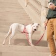 ARNES HUND MONACO ROJO EN «H»