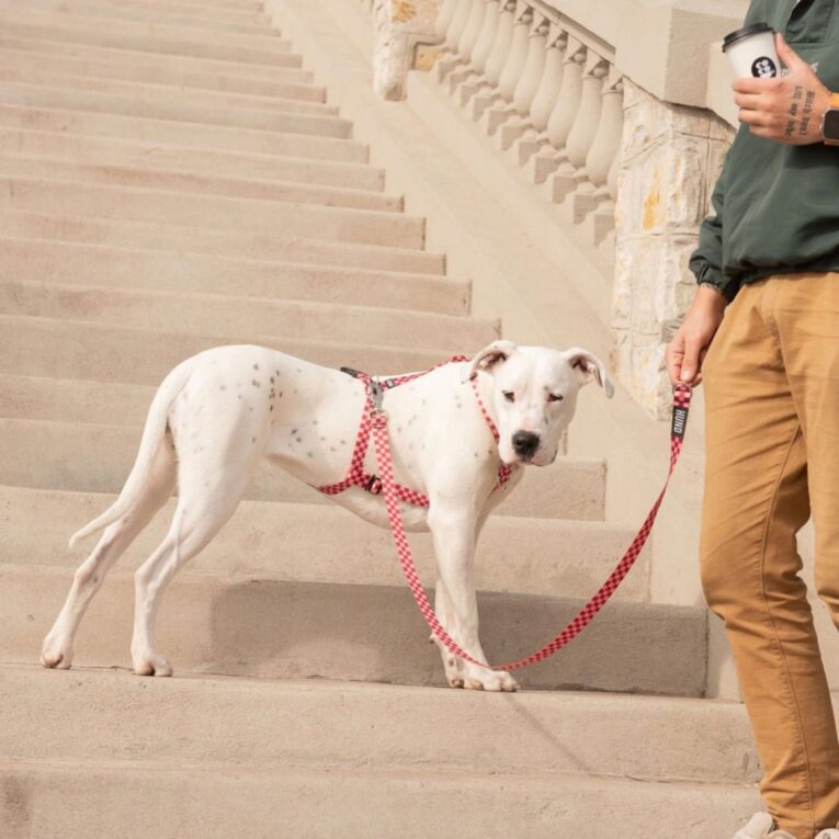 ARNES HUND MONACO ROJO EN «H»2