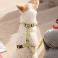 ARNES HUND MONACO VERDE EN «H»