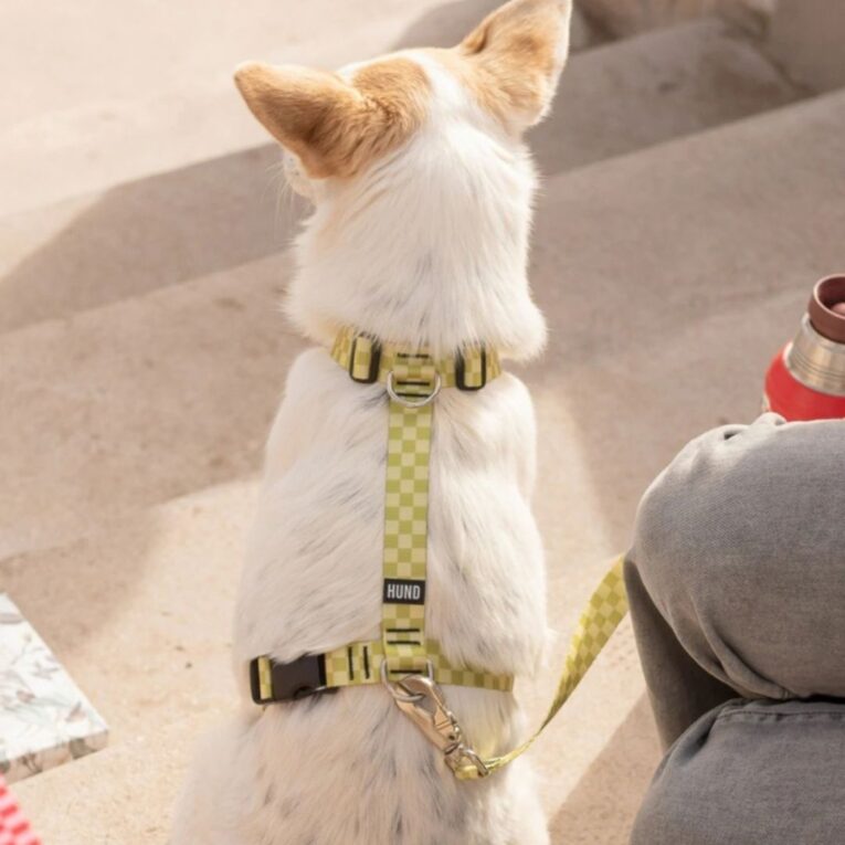 ARNES HUND MONACO VERDE EN «H»1