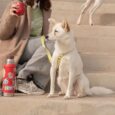 ARNES HUND MONACO VERDE EN «H»