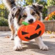 CALABAZA HALLOWEEN PER-ROS