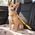 CINTURON DE SEGURIDAD HUND MONACO AMARILLO