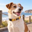 COLLAR HUND MONACO AMARILLO