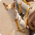CORREA HUND MONACO AMARILLA