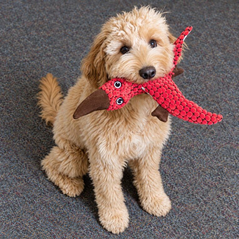 PELUCHE KONG DYNOS PTERODACTYL