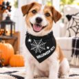 BANDANA HALLOWEEN MANCHITAS