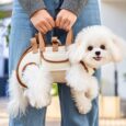 BOLSO CARTERA BANDOLERA