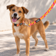 CORREA HUND MALIBU